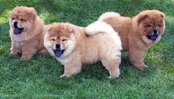 Adopting a Small Dog